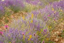 Ingénieur sureté nucléaire PACA  STUDIA DEVELOPPEMENT